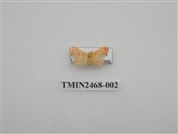 藏品(短梯紋豔苔蛾)的圖片